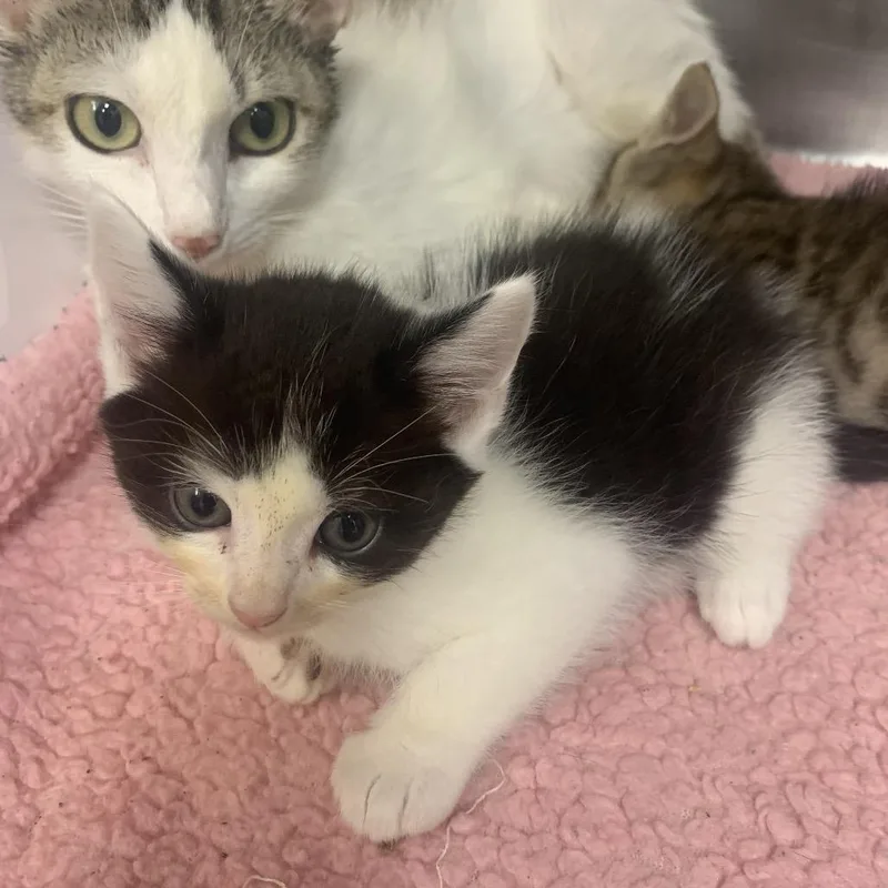 A baby small-sized male White Domestic Short Hair cat named Justin for adoption in West Palm Beach, FL