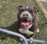 An adult large-sized male Gray / Blue / Silver Pit Bull Terrier dog named Buddy for adoption in Edgewood, NM