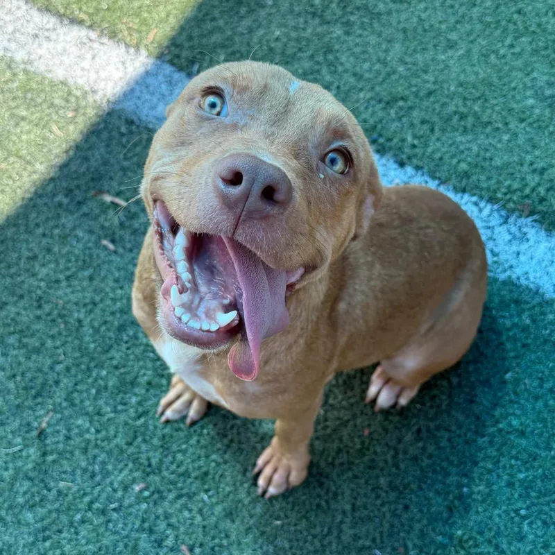 A young medium-sized female Brown / Chocolate Mixed Breed dog named Blush for adoption in Bartlett, TN