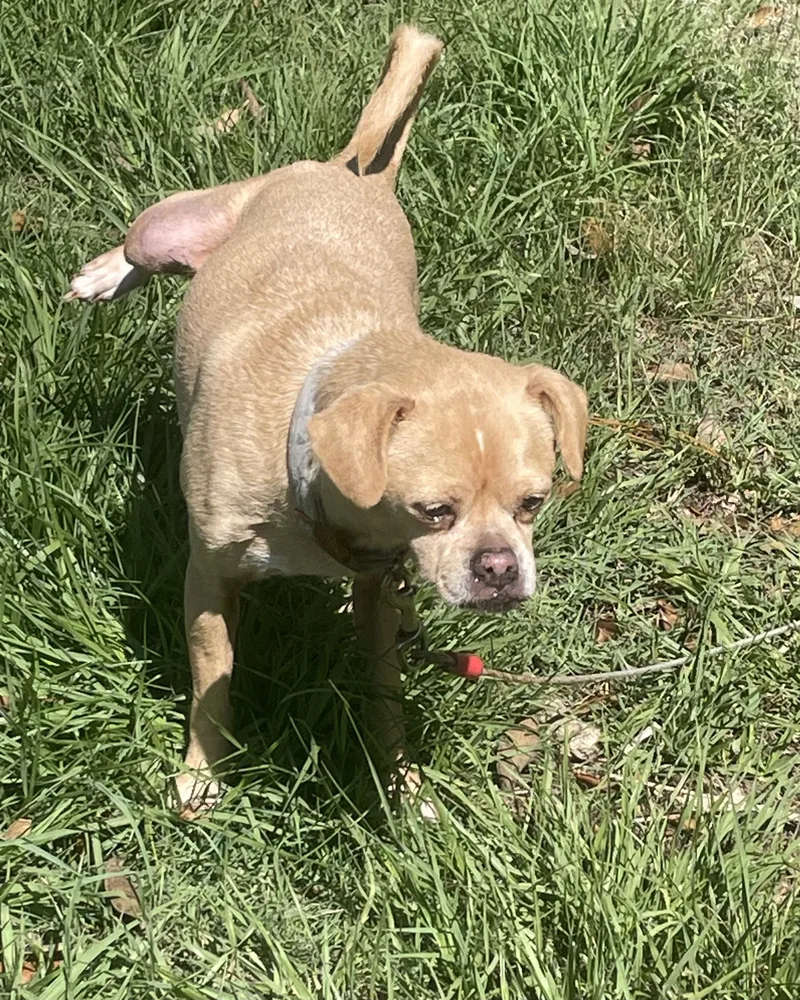 A senior small-sized male Apricot / Beige Puggle dog named Marley for adoption in Ocala, FL