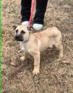 A baby medium-sized male Mixed Breed dog named Po for adoption in West Chester, PA
