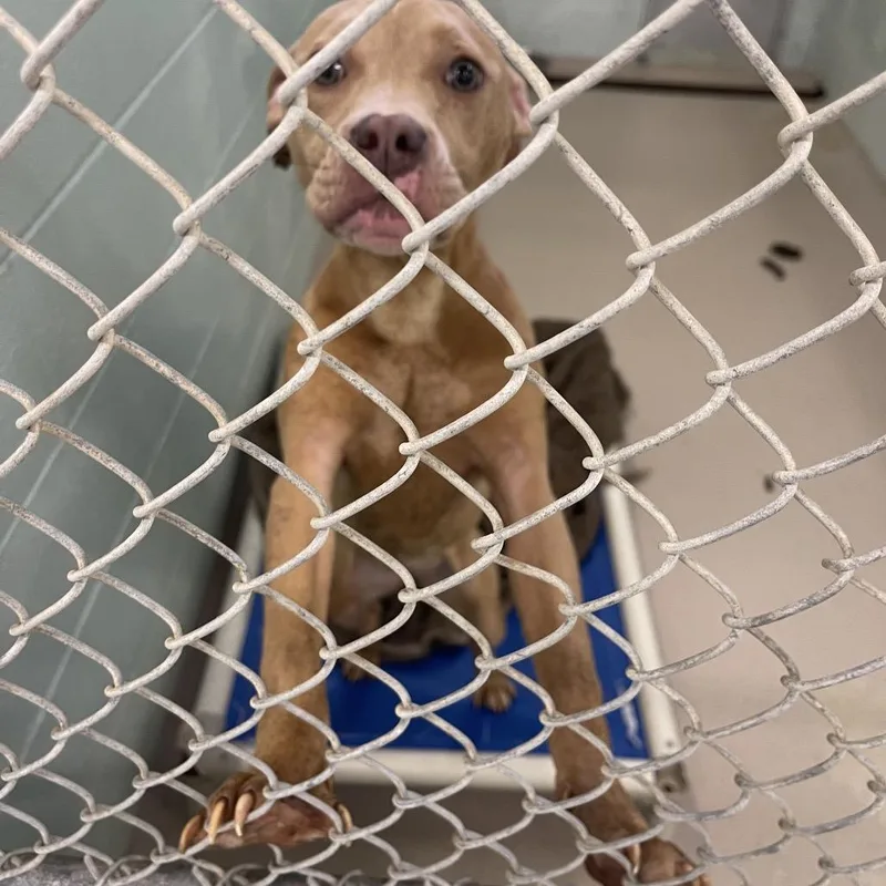 A young medium-sized female Brown / Chocolate Mixed Breed dog named Monroe for adoption in Newark, NJ