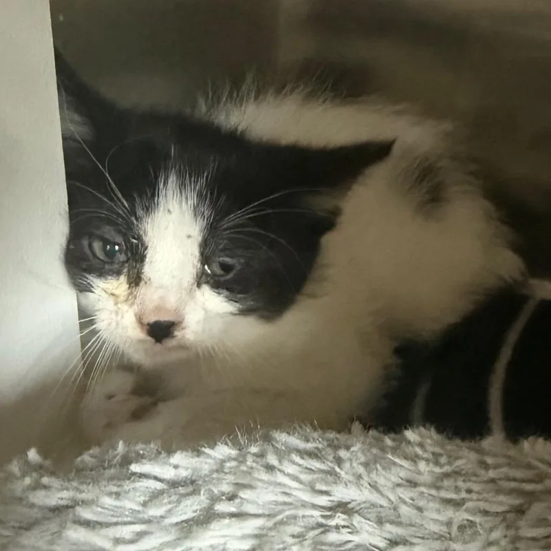A baby small-sized male Domestic Short Hair cat named Ant is at Petsmart for adoption in Cedaredge, CO