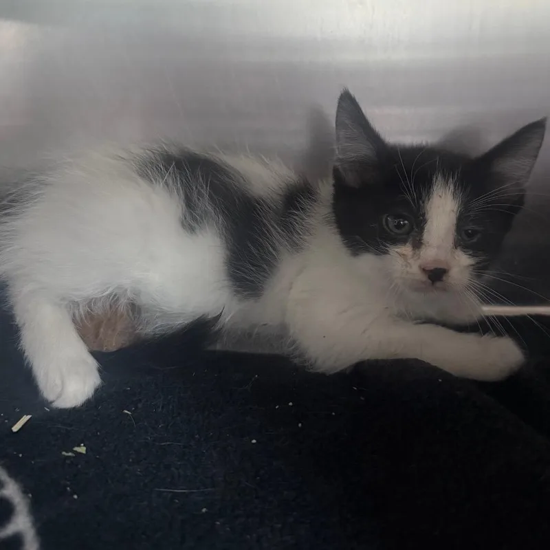 Ant is at Petsmart thumbnail 2