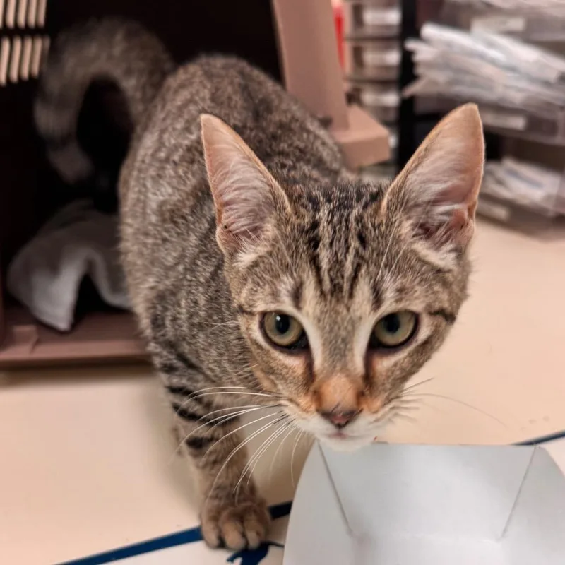 A baby small-sized female Gray / Blue / Silver Domestic Short Hair cat named Bastet for adoption in Lynchburg, VA
