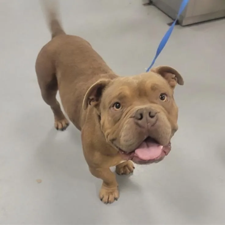 An adult medium-sized male Apricot / Beige Mixed Breed dog named Musk for adoption in Vassalboro, ME
