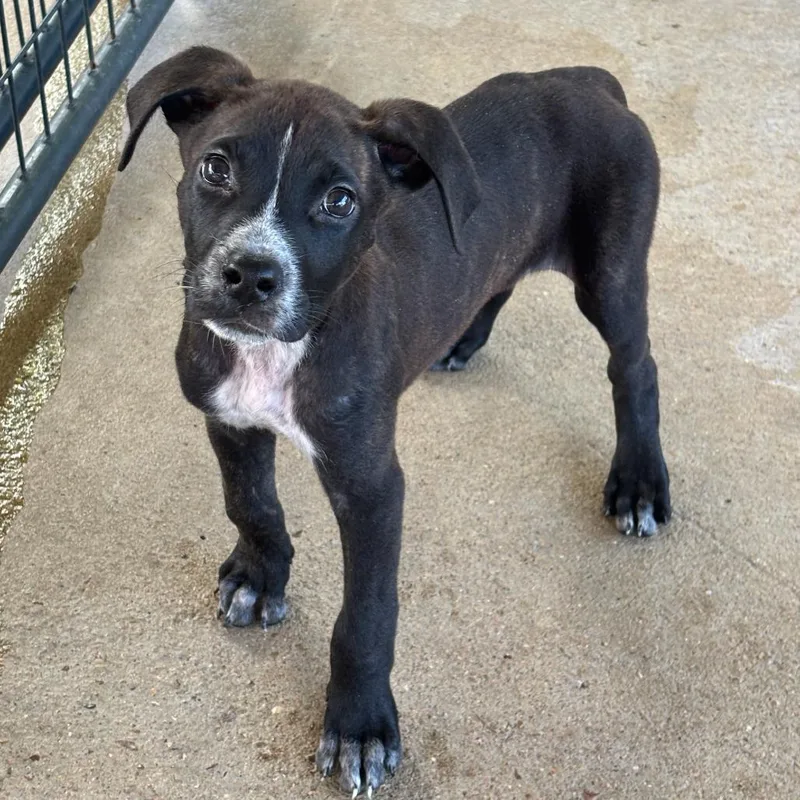 A baby small-sized female Brindle Mixed Breed dog named Bertha for adoption in Lake Jackson, TX