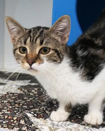 A baby small-sized female Domestic Short Hair cat named Lilo for adoption in Fishers, IN
