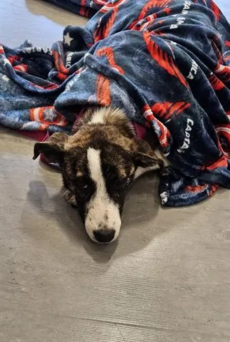 An adult small-sized female Pit Bull Terrier dog named Tootsie for adoption in San Martin, CA