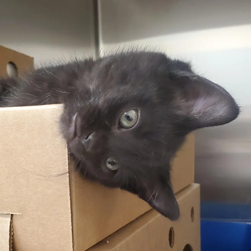 A baby small-sized male Black Domestic Short Hair cat named Mars for adoption in Novelty, OH