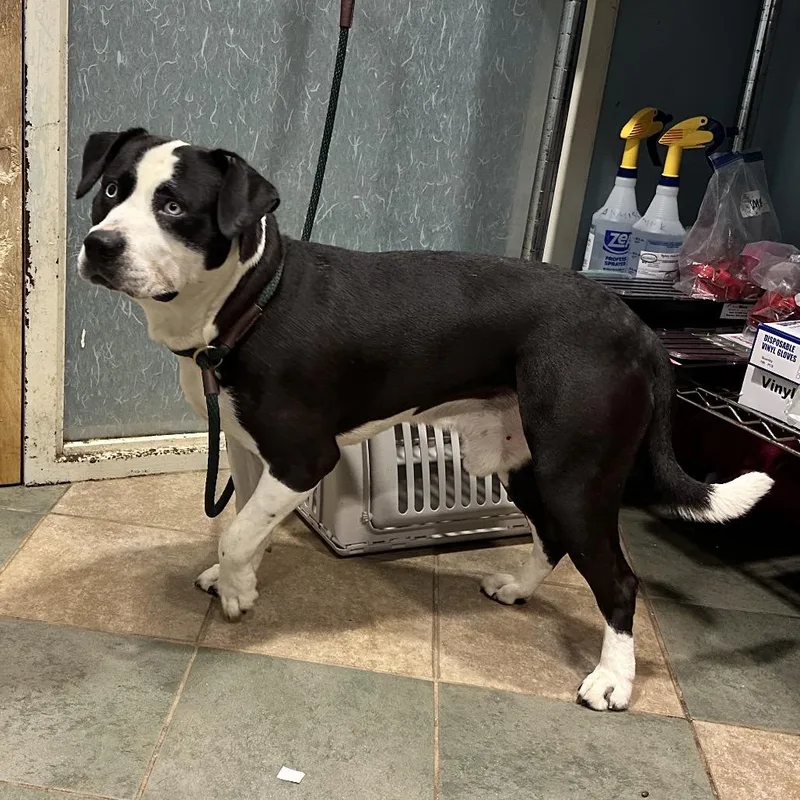 An adult medium-sized male Black Mixed Breed dog named Diego for adoption in Chattanooga, TN