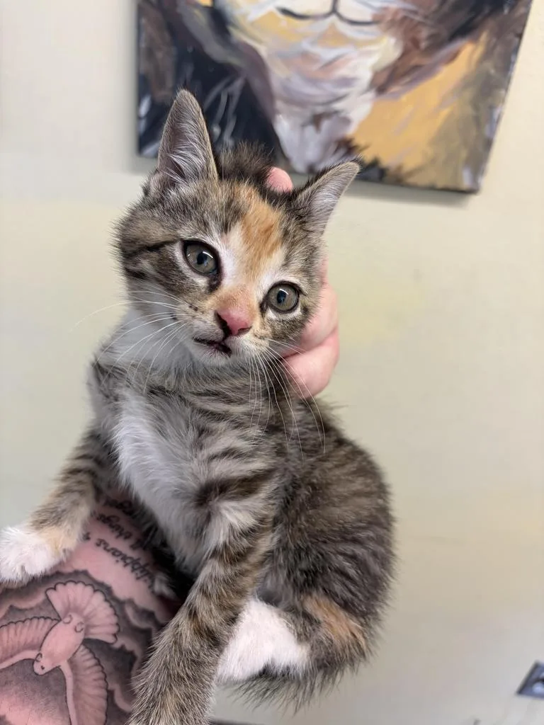 A baby medium-sized female Domestic Short Hair cat named Nevada for adoption in Florence, SC
