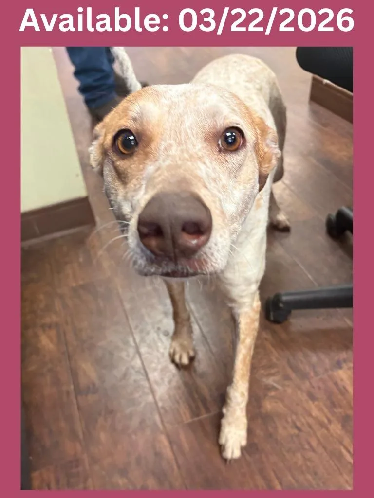 A young medium-sized female Australian Cattle Dog / Blue Heeler dog named Dog Kennel  Layla for adoption in Greenville, TX