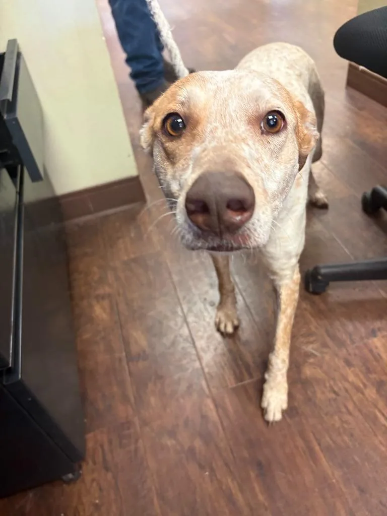 Dog Kennel  Layla thumbnail 2