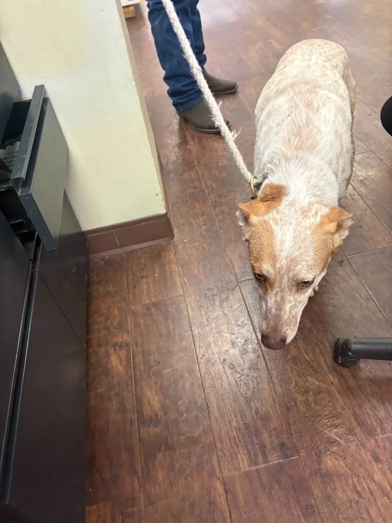 Dog Kennel  Layla thumbnail 4