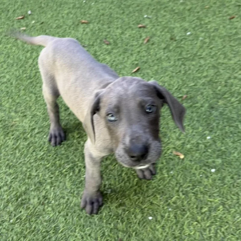 A baby small-sized female Black Great Dane dog named Delaney for adoption in LOXAHATCHEE, FL