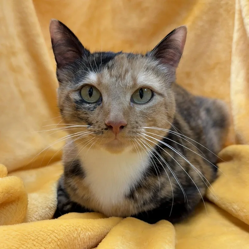 Rainbow Tuxedotortie thumbnail 2