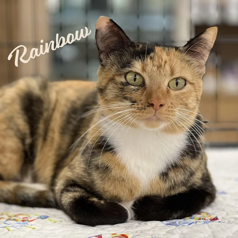 Rainbow Tuxedotortie