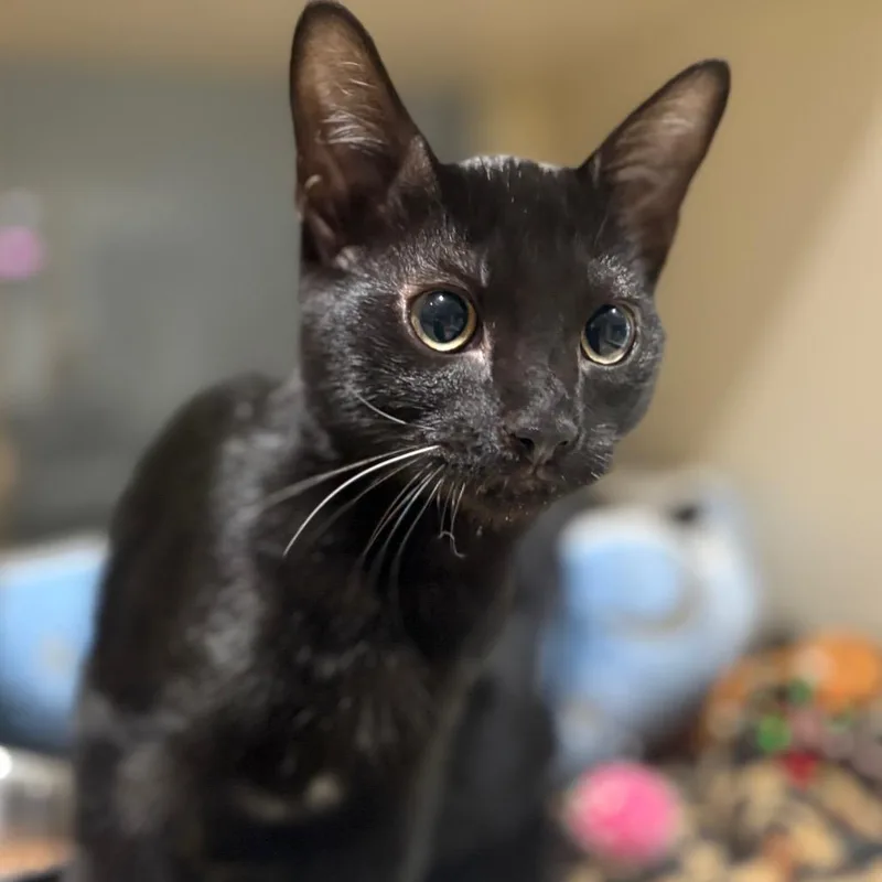 A baby small-sized male Black Domestic Short Hair cat named Grouper for adoption in Sarasota, FL