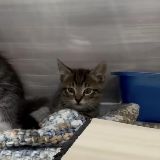 A baby medium-sized male Tabby (Leopard / Spotted) Domestic Medium Hair cat named Finch for adoption in Kent, WA