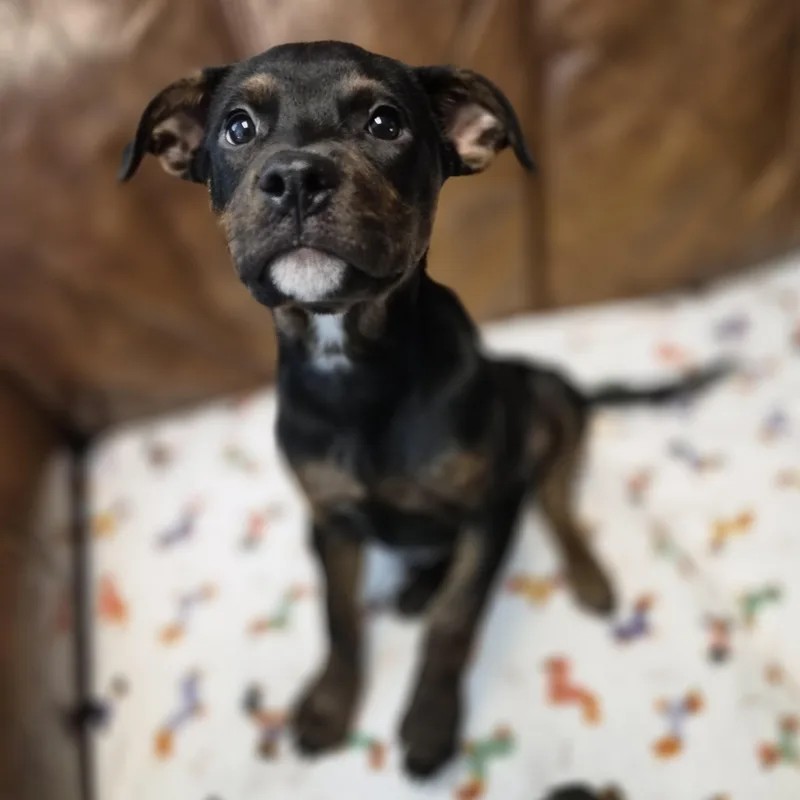 Nova