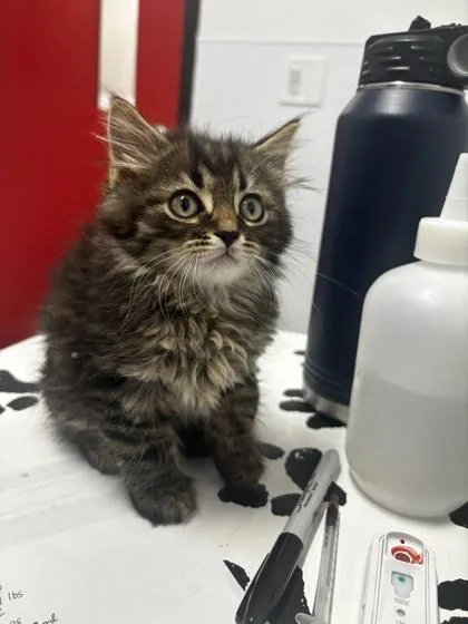 An adult small-sized male Domestic Short Hair cat named Sundance for adoption in West Chester, PA