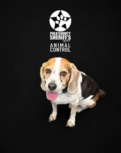 An adult medium-sized male Beagle dog named Meeko for adoption in Winter Haven, FL