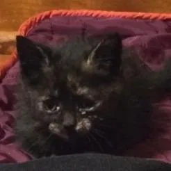 A baby small-sized female Tortoiseshell Domestic Short Hair cat named Strode C for adoption in Princeton, MN