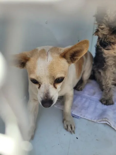 An adult small-sized female Chihuahua dog named George for adoption in San Pedro, CA