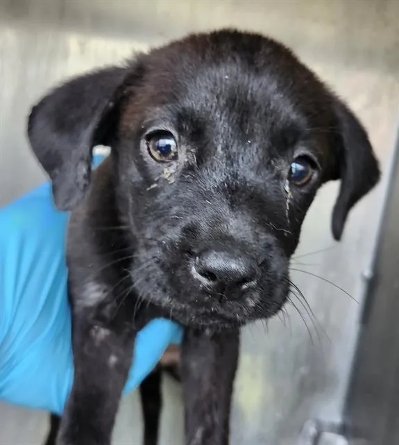 A baby small-sized female American Staffordshire Terrier dog named Pluto for adoption in San Antonio, TX