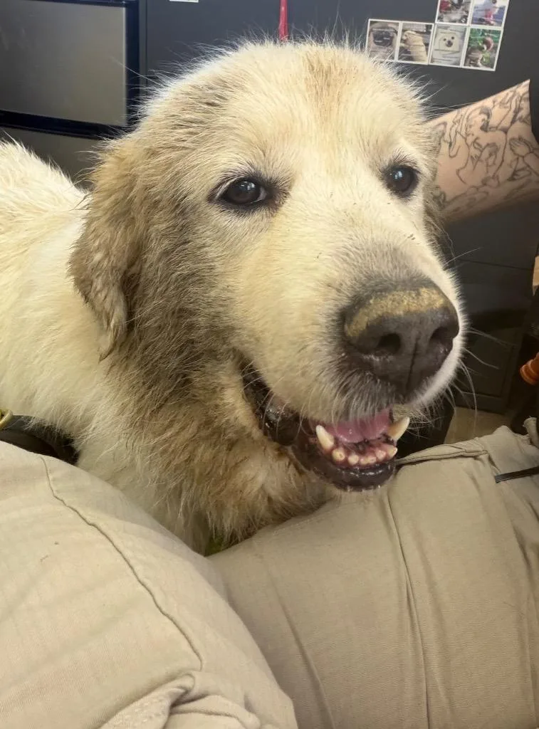 An adult extra large-sized female Great Pyrenees dog named Daphne for adoption in Springfield, OH