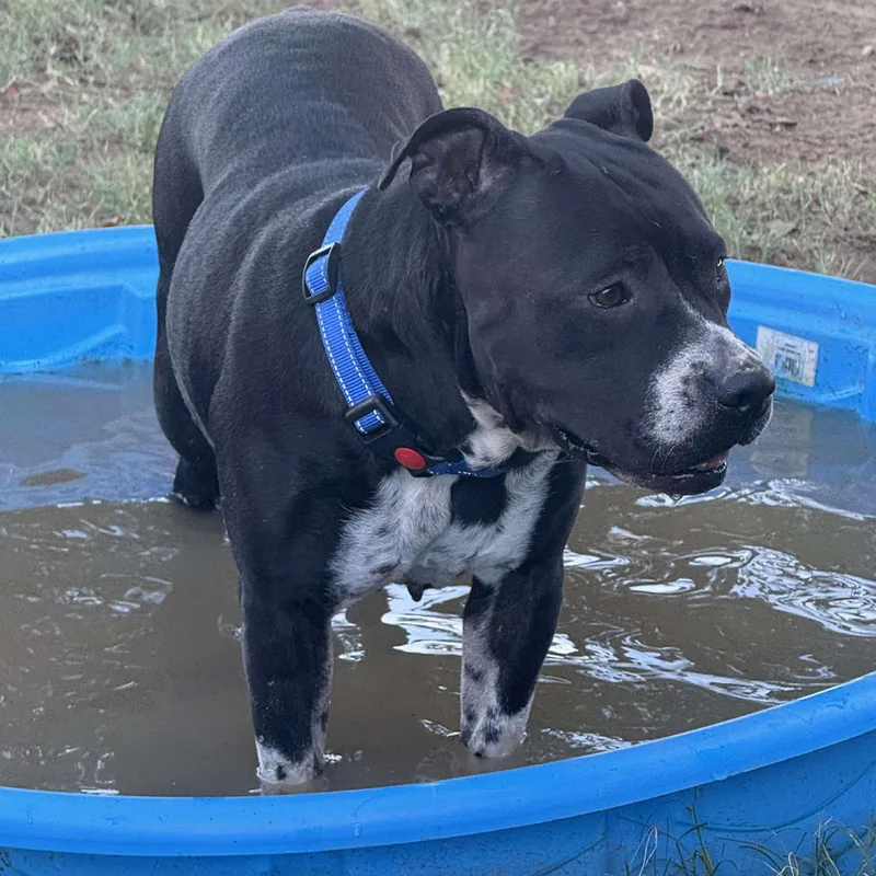 An adult medium-sized female Pit Bull Terrier dog named Peggy Sue for adoption in Sadler, TX