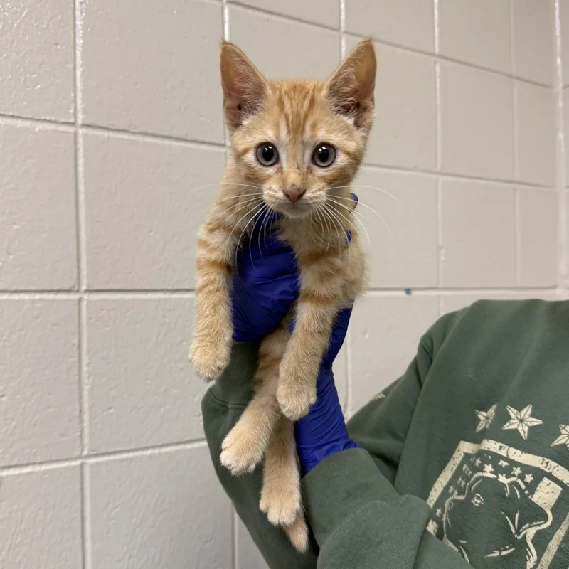 A baby small-sized female Domestic Short Hair cat named Velma for adoption in Kearney, NE