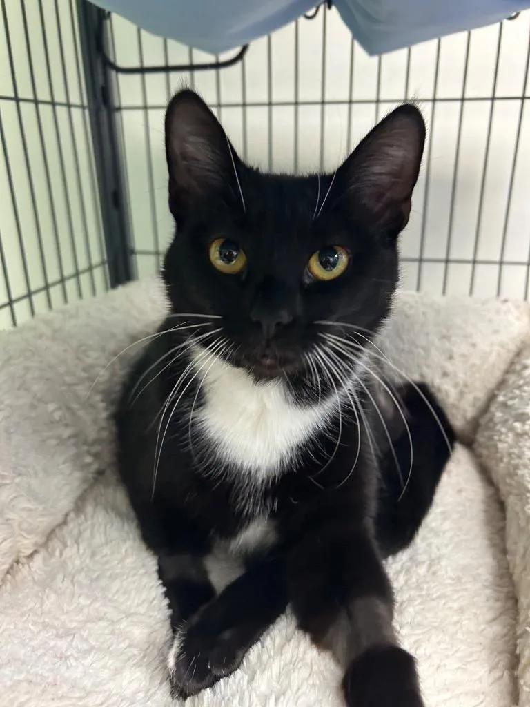 A baby small-sized female Domestic Short Hair cat named Tap Shoes for adoption in Blountville, TN