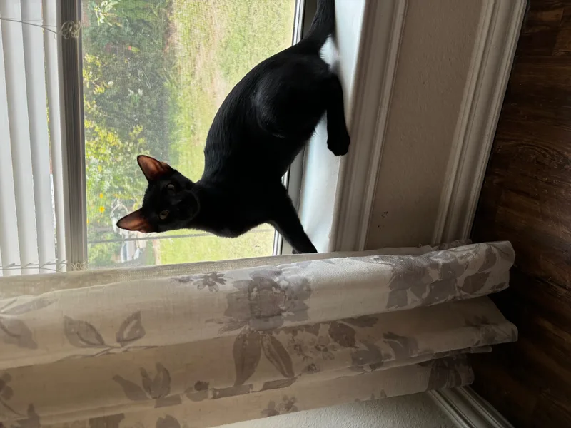 Toothless thumbnail 2