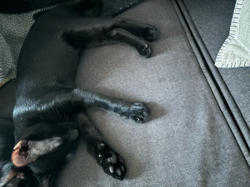 Toothless thumbnail 3