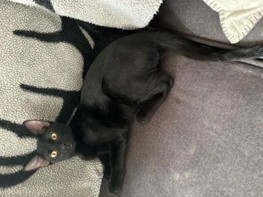 Toothless thumbnail 4