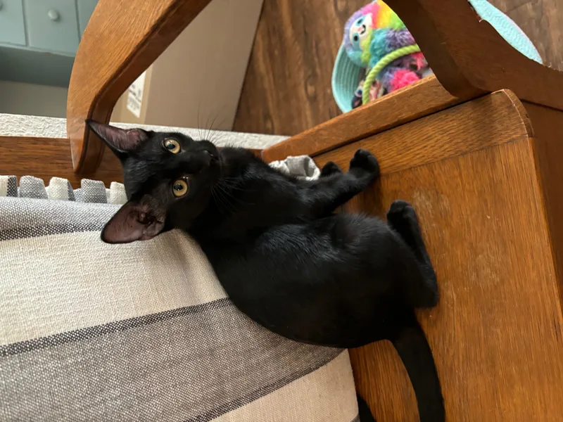 An adult medium-sized male Domestic Short Hair cat named Toothless for adoption in Fort Worth, TX