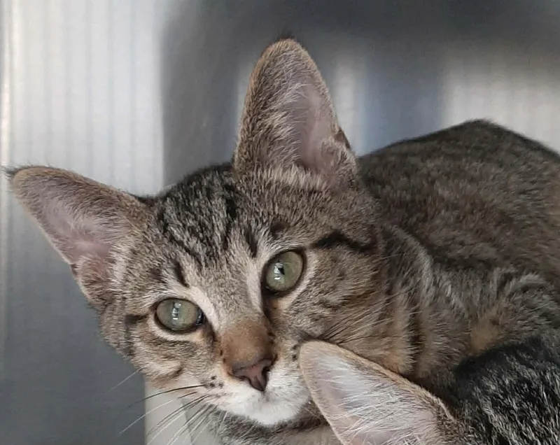 A young medium-sized male Tabby (Brown / Chocolate) Domestic Short Hair cat named Jetsam for adoption in Georgetown, OH