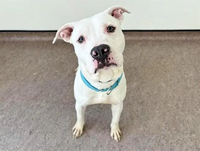 A young large-sized male Pit Bull Terrier dog named Dodger for adoption in Saint Louis, MO