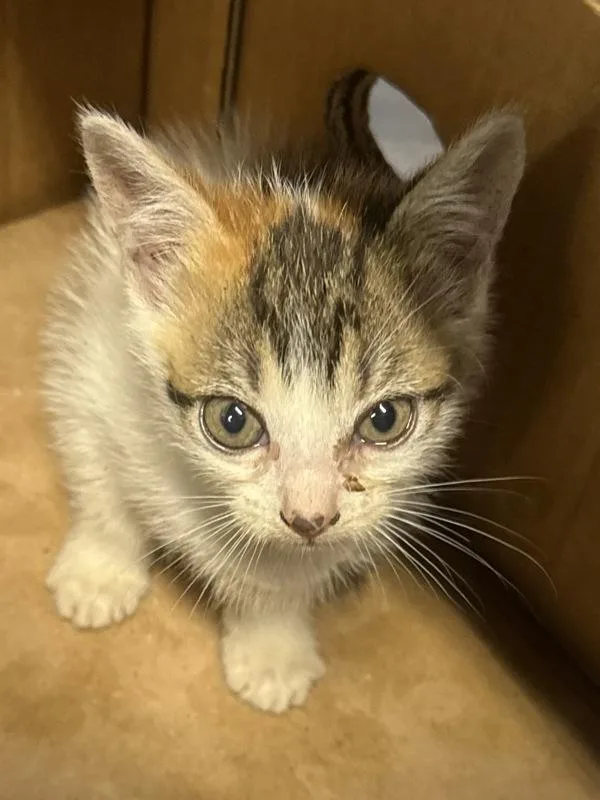 A baby small-sized female Domestic Short Hair cat named Plum for adoption in Mobile, AL