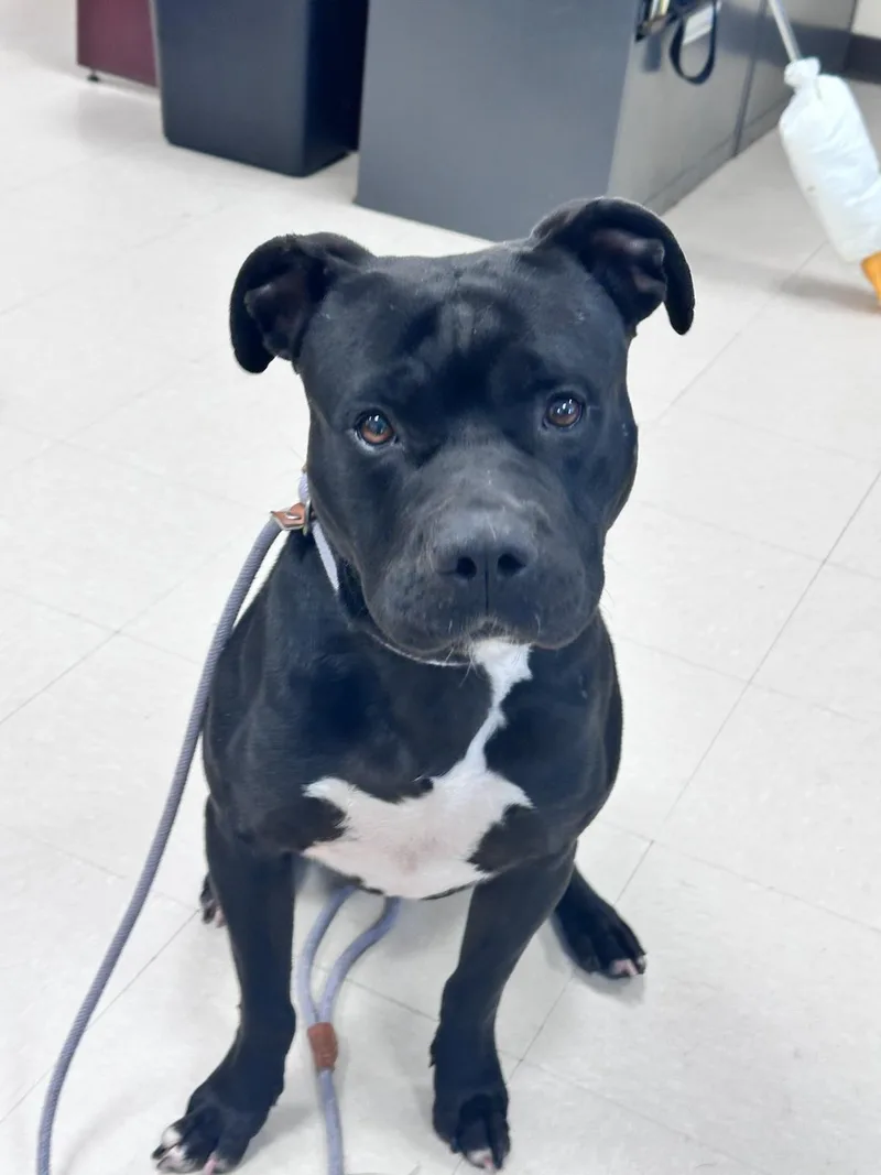 An adult large-sized male Black Staffordshire Bull Terrier dog named Logan for adoption in Clayton, NJ