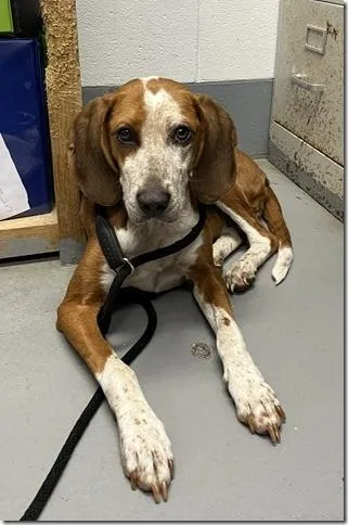 An adult medium-sized female Harlequin American Foxhound dog named Spider Little Ballerina Of for adoption in Charlottesville, VA