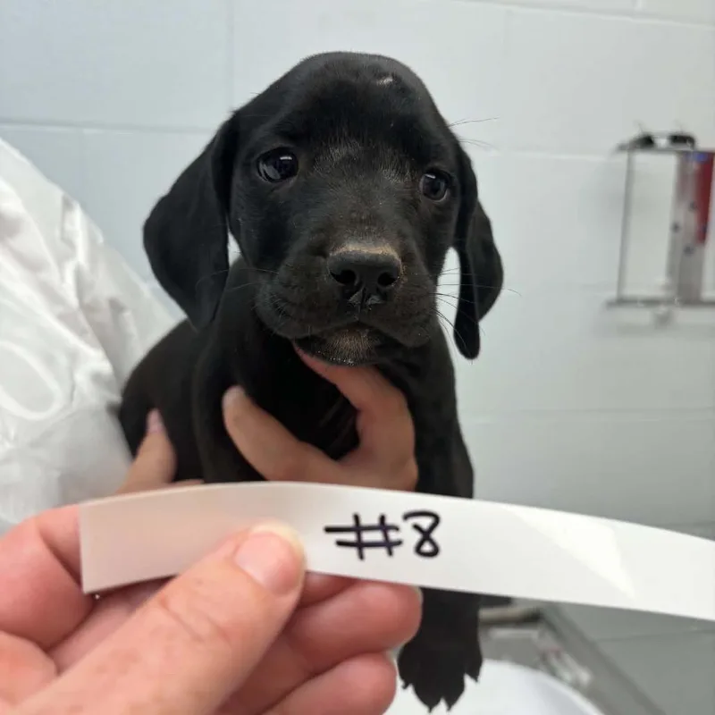 A baby small-sized female Black Mixed Breed dog named Power for adoption in Parkersburg, WV