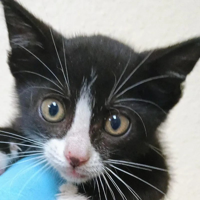 A baby small-sized male Domestic Short Hair cat named Bugsy for adoption in Palestine, TX