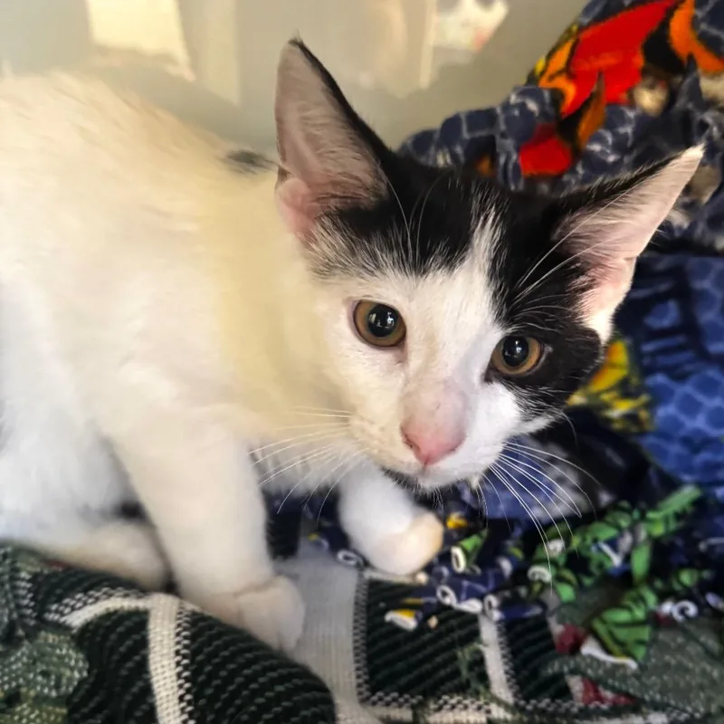 A baby small-sized male White Domestic Short Hair cat named Cowboy for adoption in Wheeling, IL