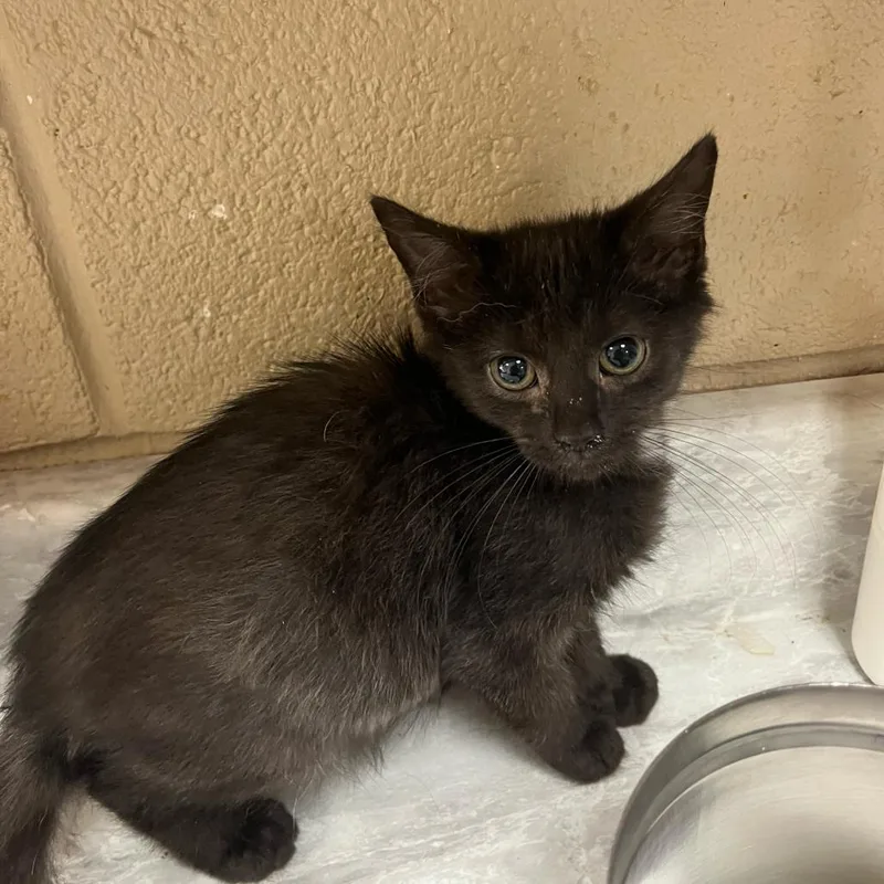 A baby small-sized male Black Domestic Short Hair cat named Steve for adoption in Lewisburg, WV