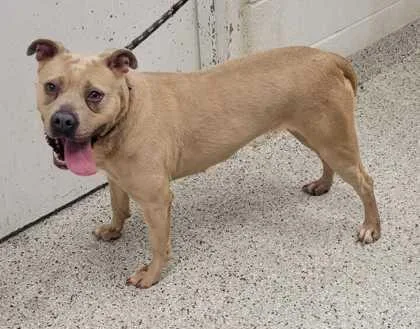An adult large-sized female Yellow / Tan / Blond / Fawn Pit Bull Terrier dog named Zuri for adoption in Kansas City, MO