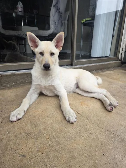 A young medium-sized female Husky dog named Silka for adoption in San Antonio, TX