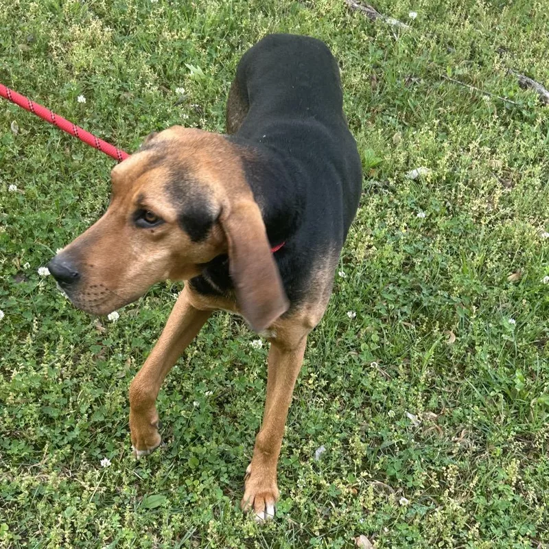 An adult medium-sized male Black and Tan Coonhound dog named Cisco for adoption in Chattanooga, TN